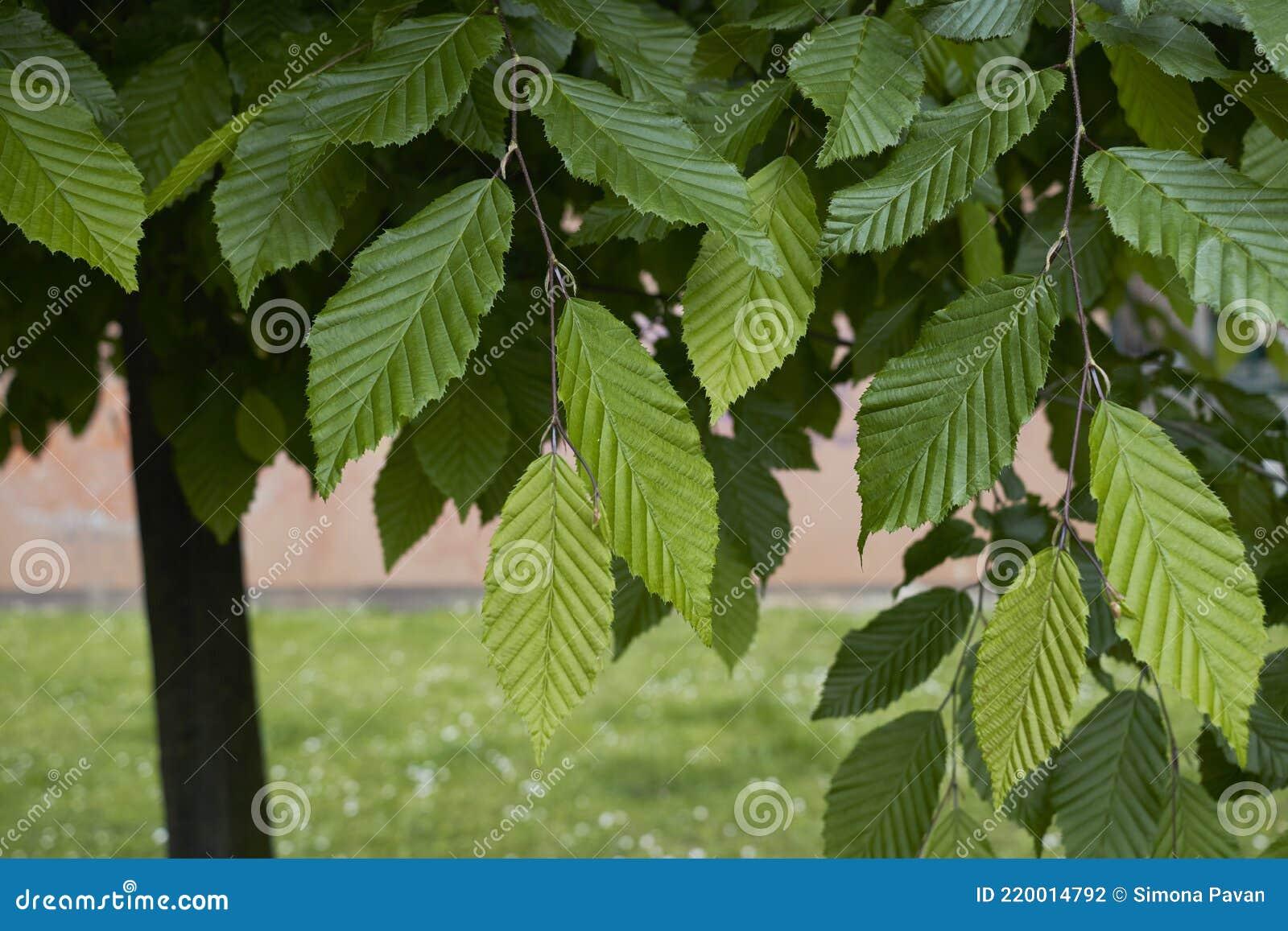 Carpinus Betulus Low Branch - View 11 from www redcrocus com