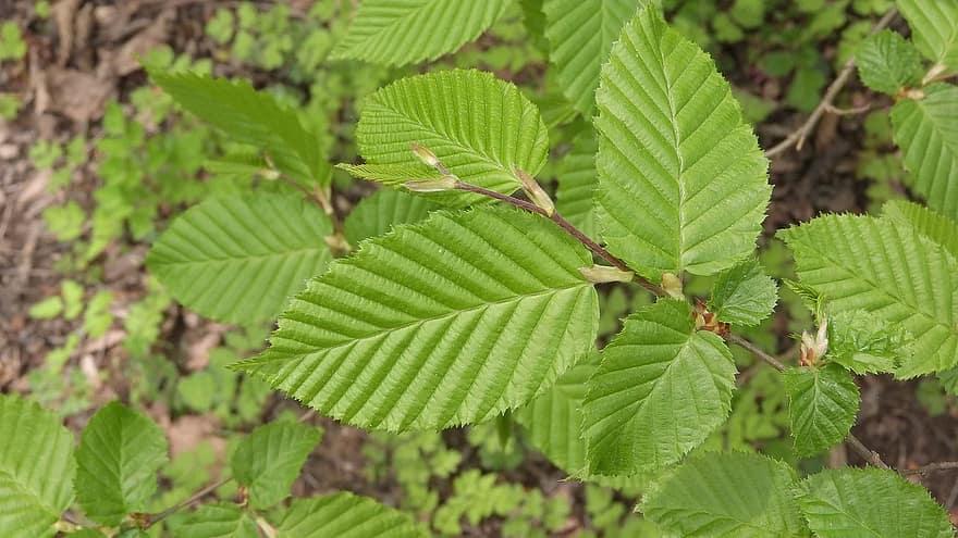 Carpinus Betulus Low Branch - View 13 from www redcrocus com