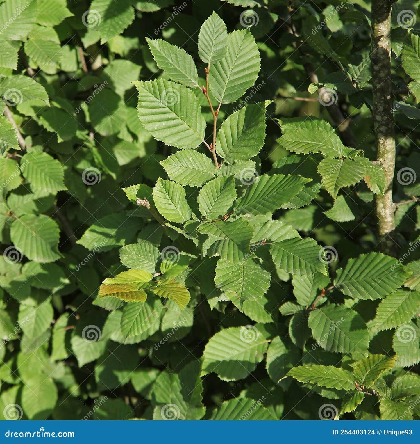 Carpinus Betulus Low Branch - View 14 from www redcrocus com