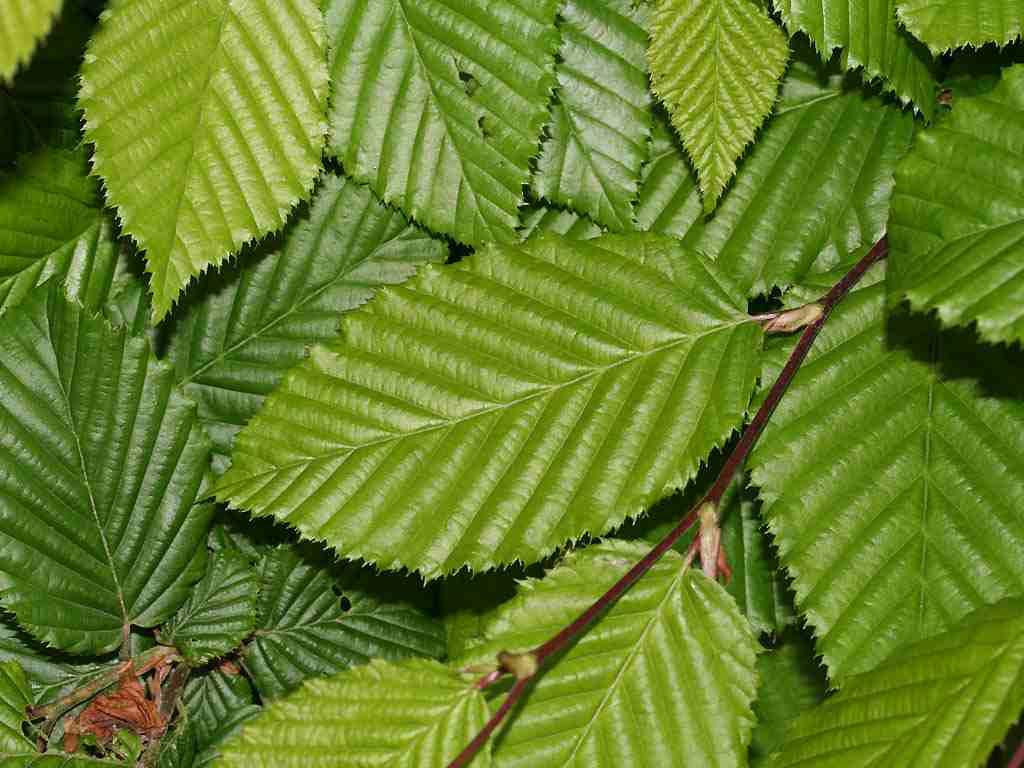 Carpinus Betulus Low Branch - View 15 from www redcrocus com