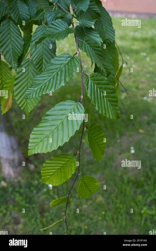 Carpinus Betulus Low Branch - View 1 from www redcrocus com