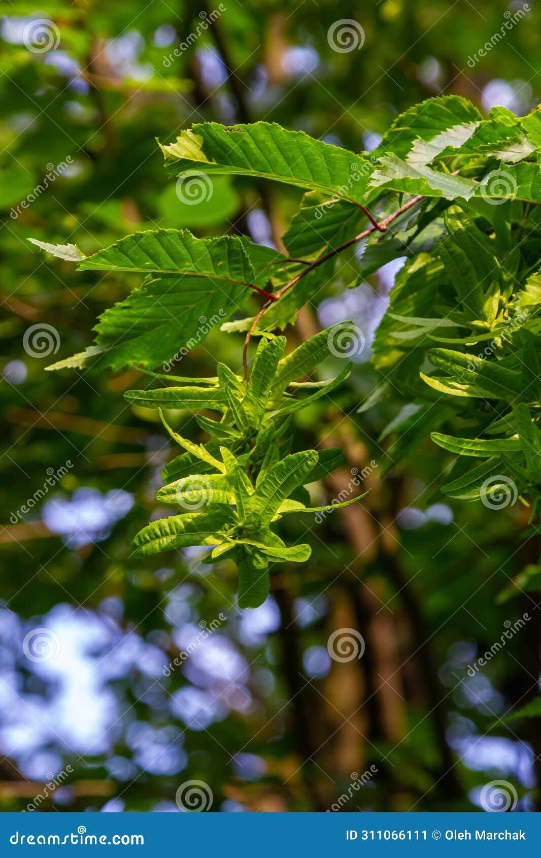 Carpinus Betulus Low Branch - View 4 from www redcrocus com