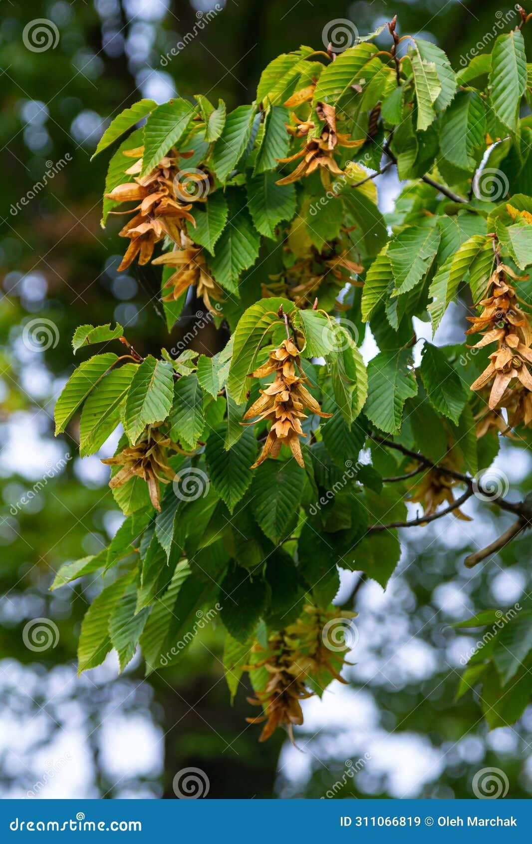 Carpinus Betulus Low Branch - View 9 from www redcrocus com