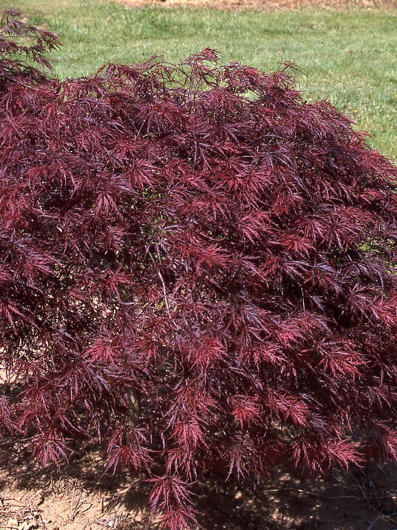 Acer Palmatum Dissectum Red Dragon - View 11 from www redcrocus com