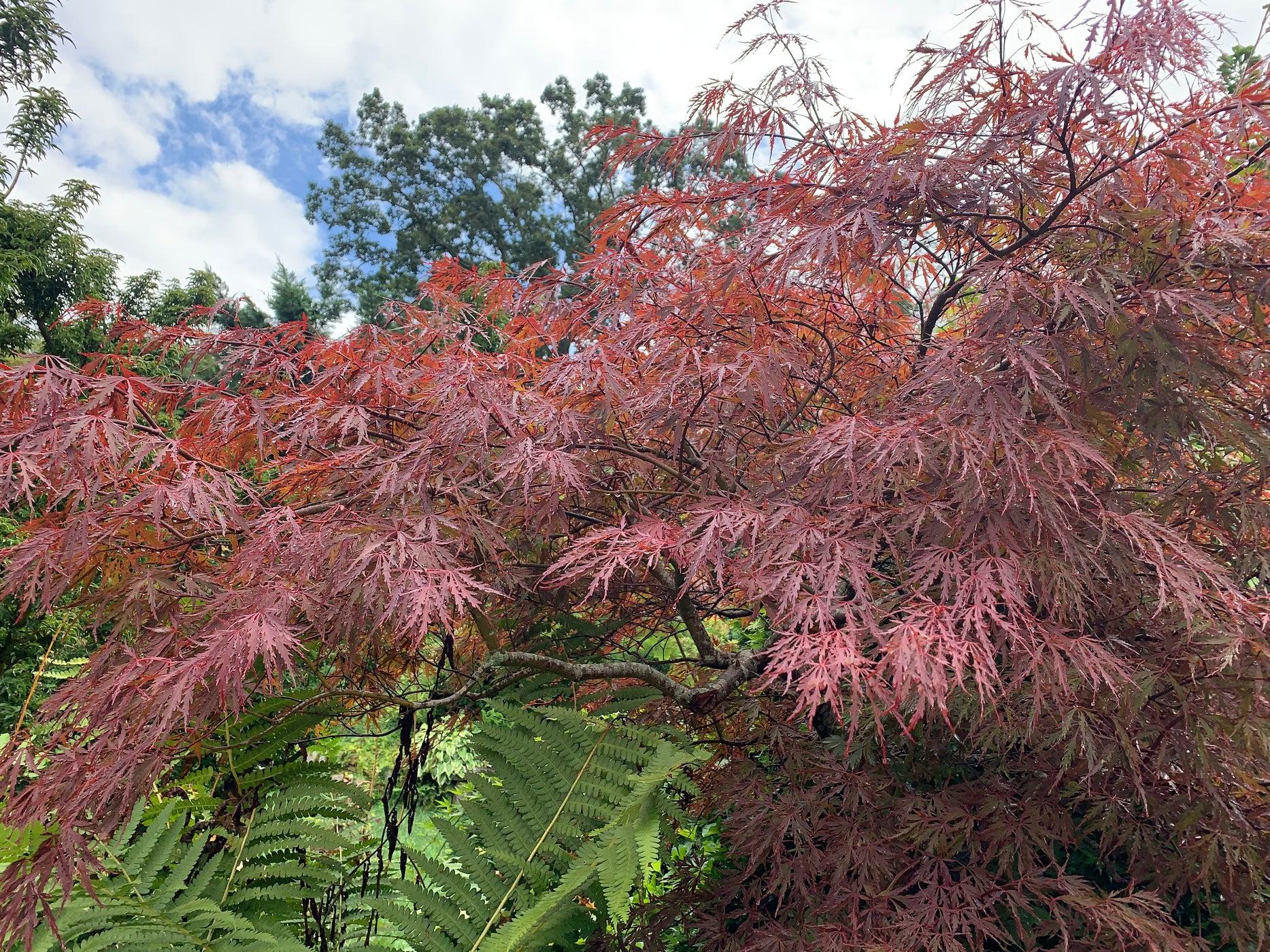 Acer Palmatum Dissectum Red Dragon - View 12 from www redcrocus com