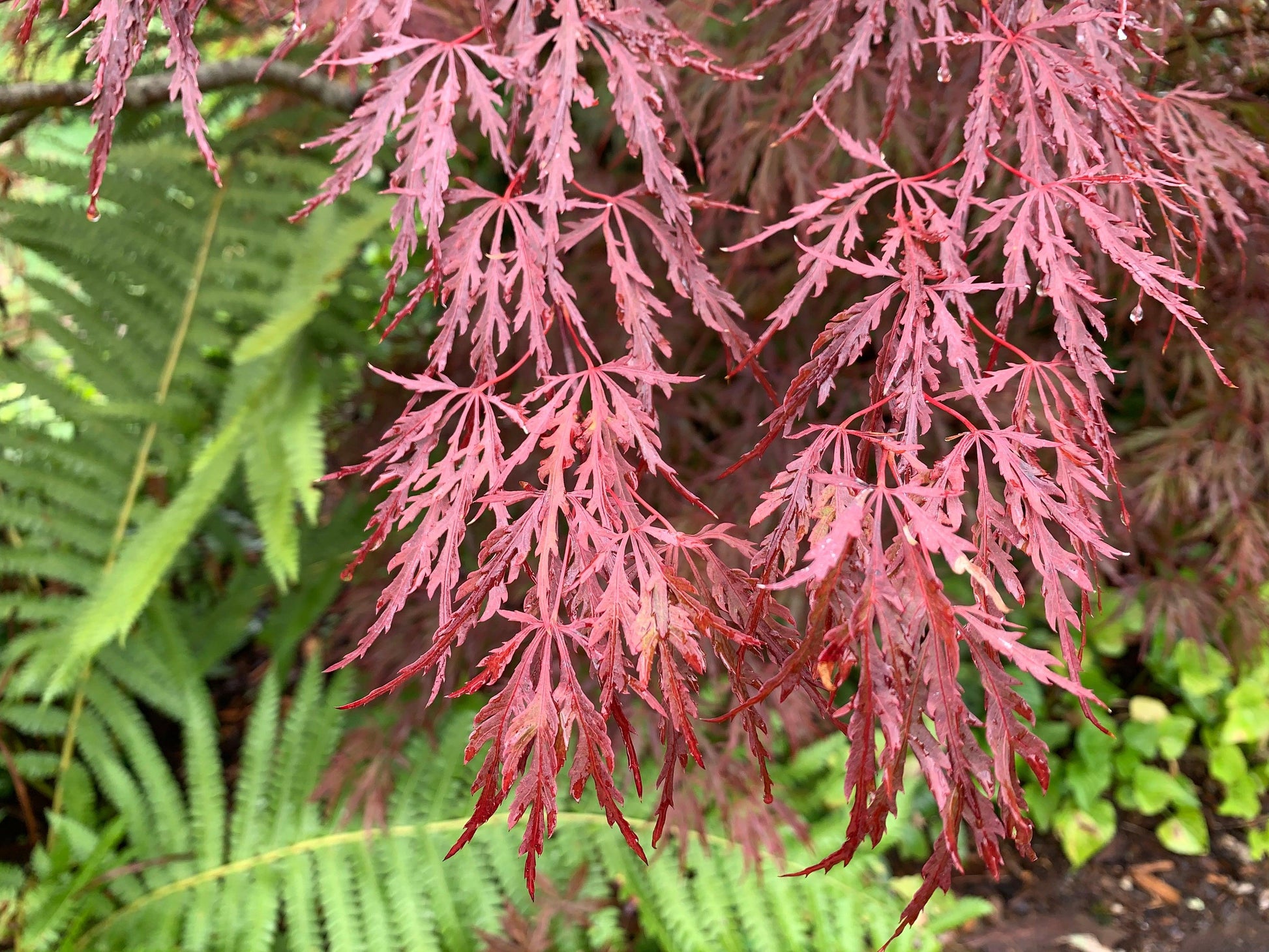 Acer Palmatum Dissectum Red Dragon - View 7 from www redcrocus com