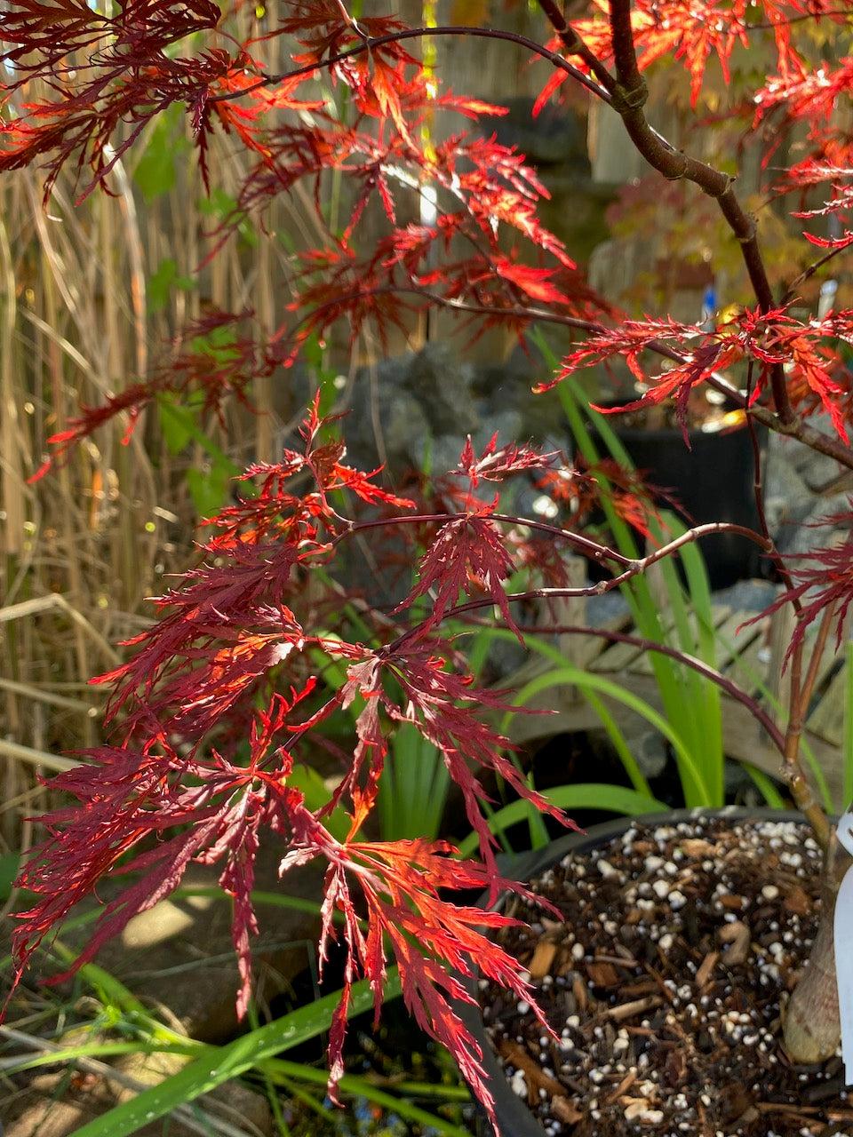 Acer Palmatum Dissectum Red Dragon - View 8 from www redcrocus com