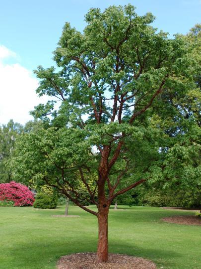 Acer Griseum Single Stem - View 20 from www redcrocus com