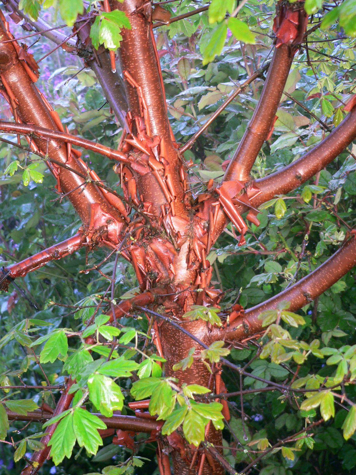 Acer Griseum Single Stem - View 10 from www redcrocus com