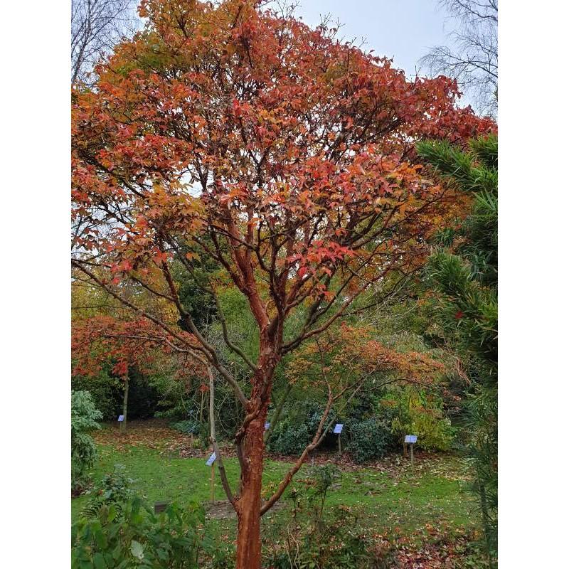 Acer Griseum Single Stem - View 15 from www redcrocus com