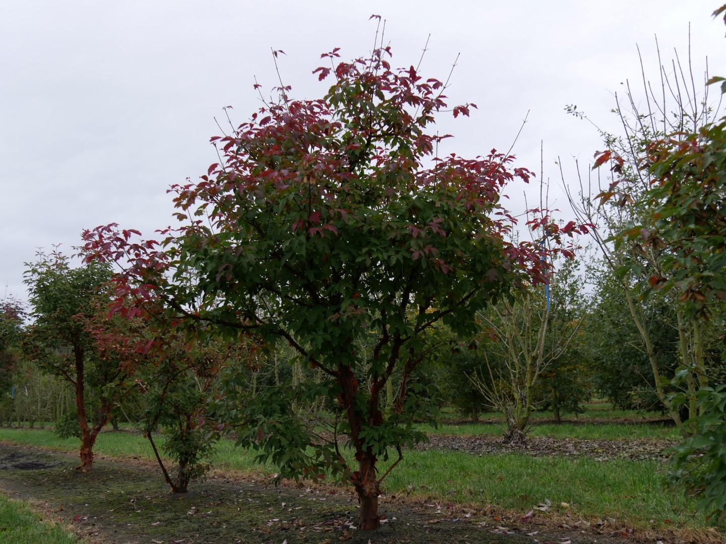 Acer Griseum Single Stem - View 7 from www redcrocus com