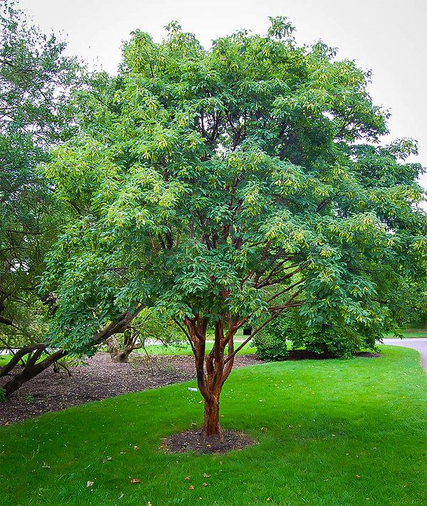 Acer Griseum Single Stem - View 10 from www redcrocus com