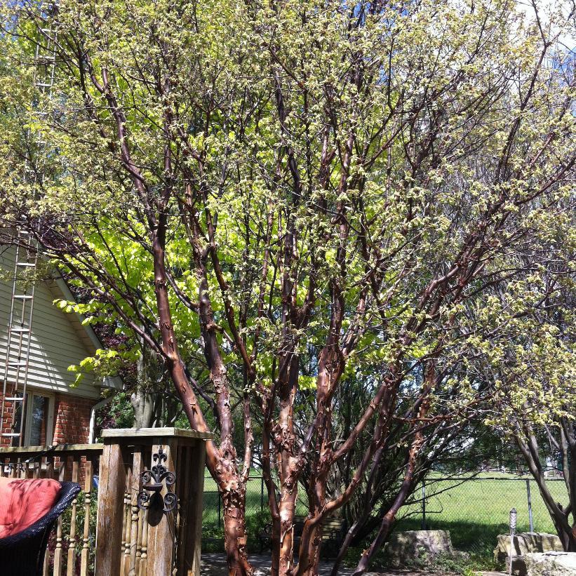 Acer Griseum Single Stem - View 20 from www redcrocus com