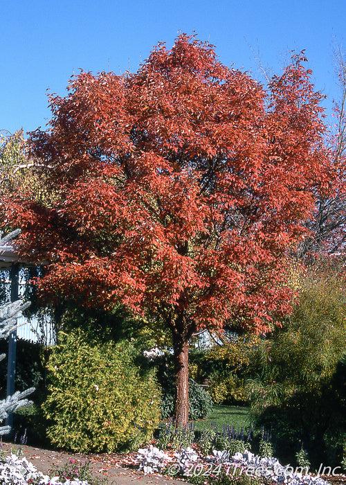 Acer Griseum Single Stem - View 10 from www redcrocus com