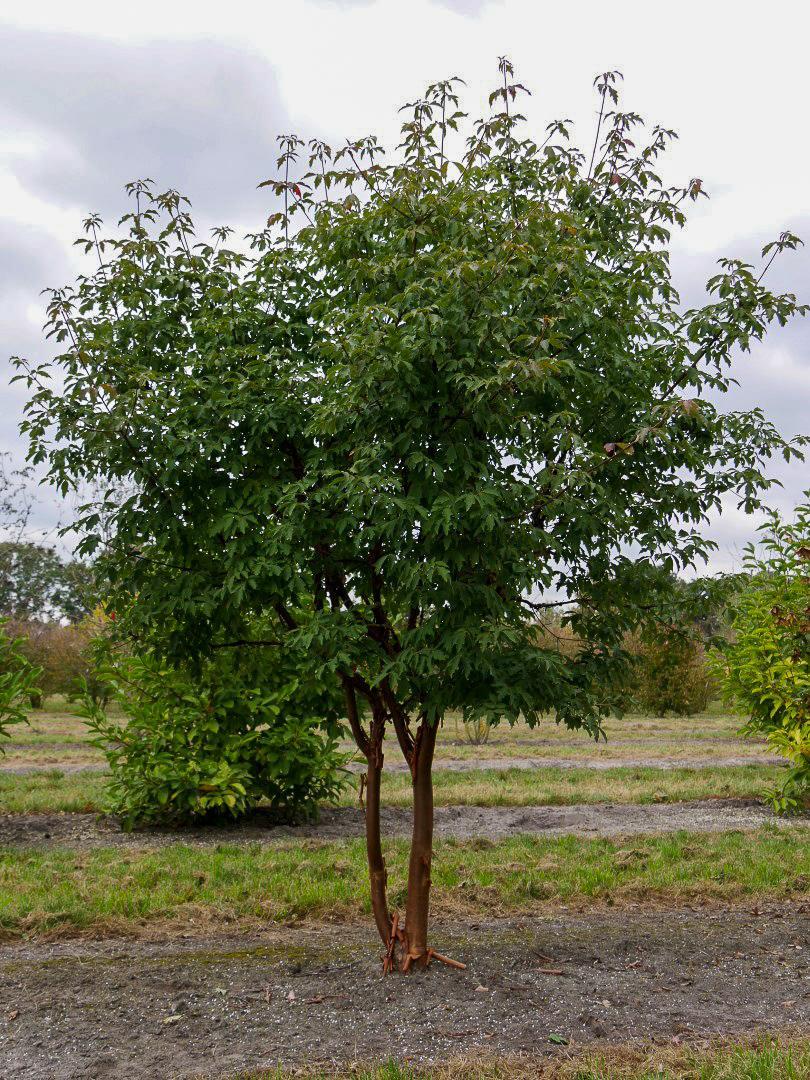 Acer Griseum Single Stem - View 11 from www redcrocus com
