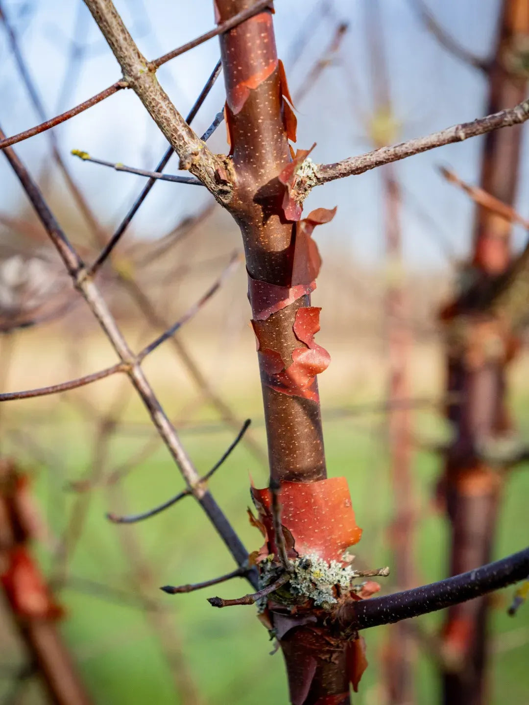 Acer Griseum Single Stem - View 13 from www redcrocus com
