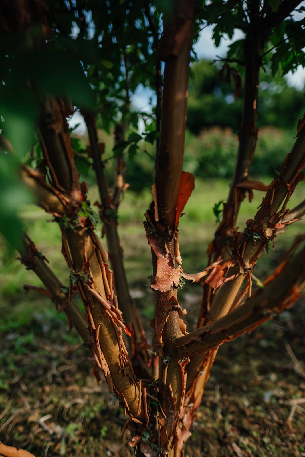 Acer Griseum Single Stem - View 14 from www redcrocus com