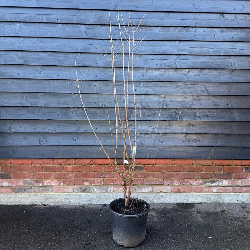 Acer Griseum Single Stem - View 16 from www redcrocus com