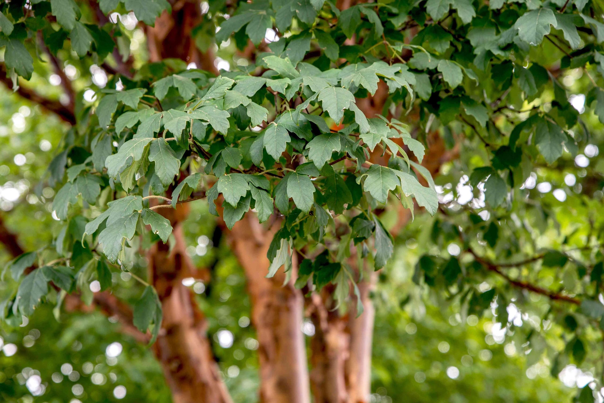 Acer Griseum Single Stem - View 18 from www redcrocus com