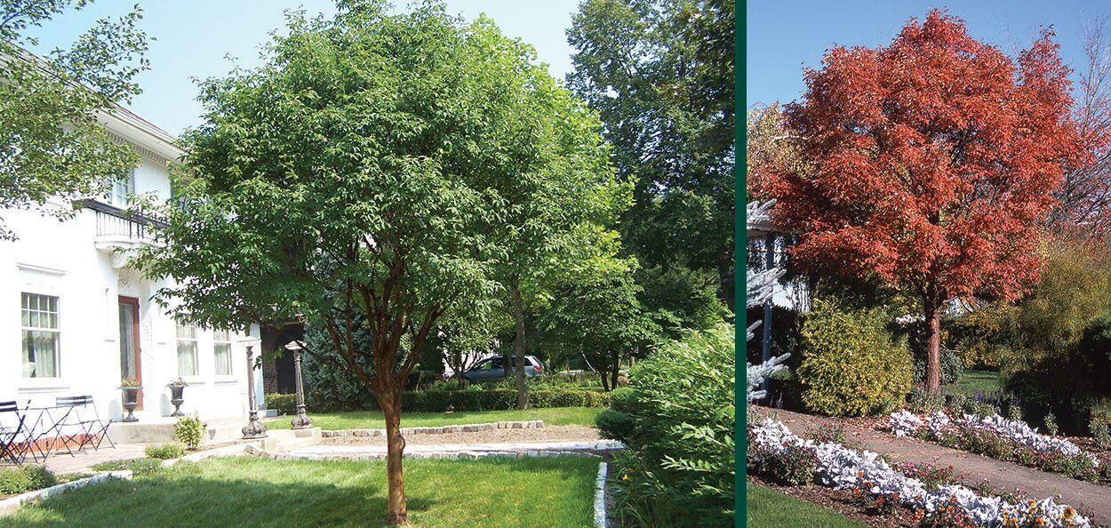 Acer Griseum Single Stem - View 1 from www redcrocus com