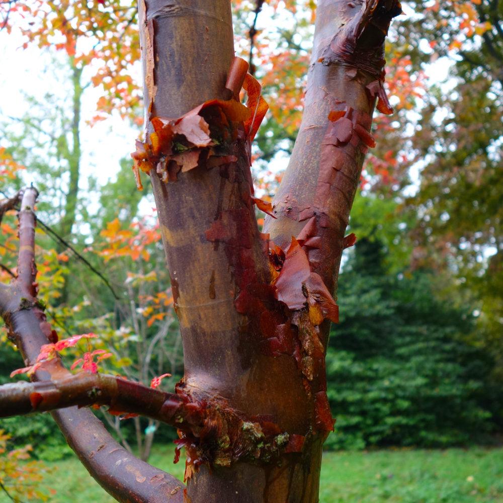 Acer Griseum Single Stem - View 21 from www redcrocus com