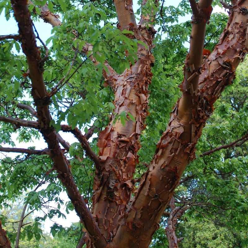 Acer Griseum Single Stem - View 23 from www redcrocus com