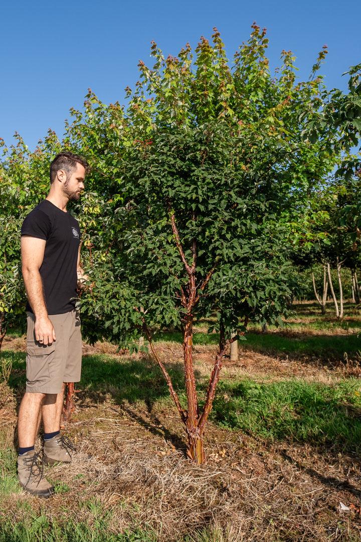 Acer Griseum Single Stem - View 24 from www redcrocus com
