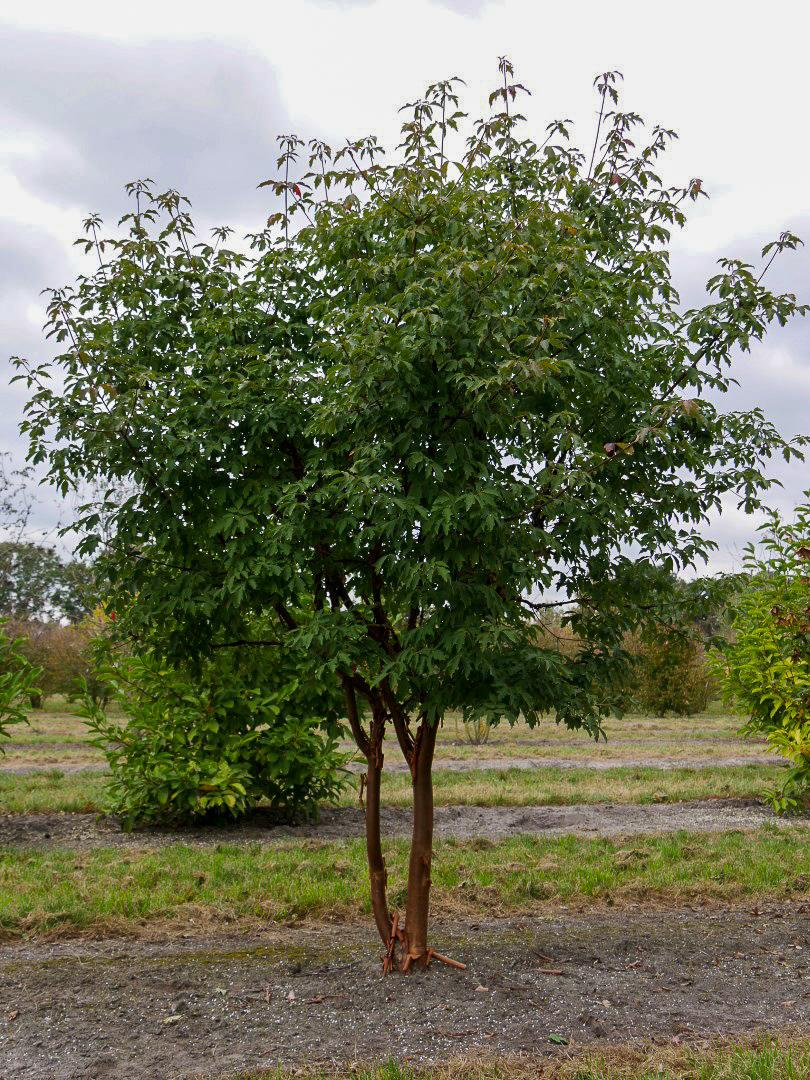 Acer Griseum Single Stem - View 2 from www redcrocus com