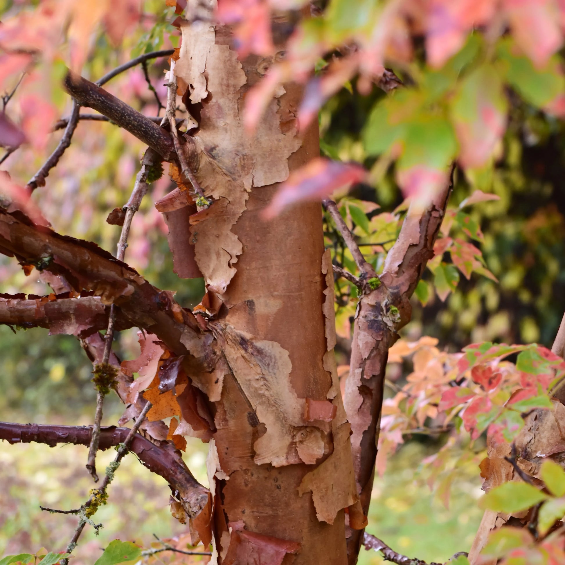 Acer Griseum Single Stem - View 30 from www redcrocus com