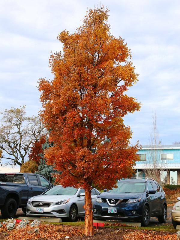 Acer Griseum Single Stem - View 33 from www redcrocus com