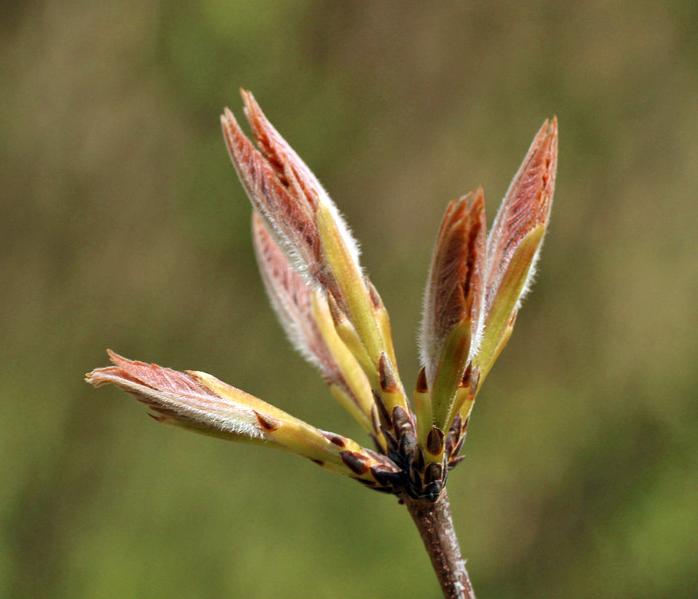 Acer Griseum Single Stem - View 34 from www redcrocus com