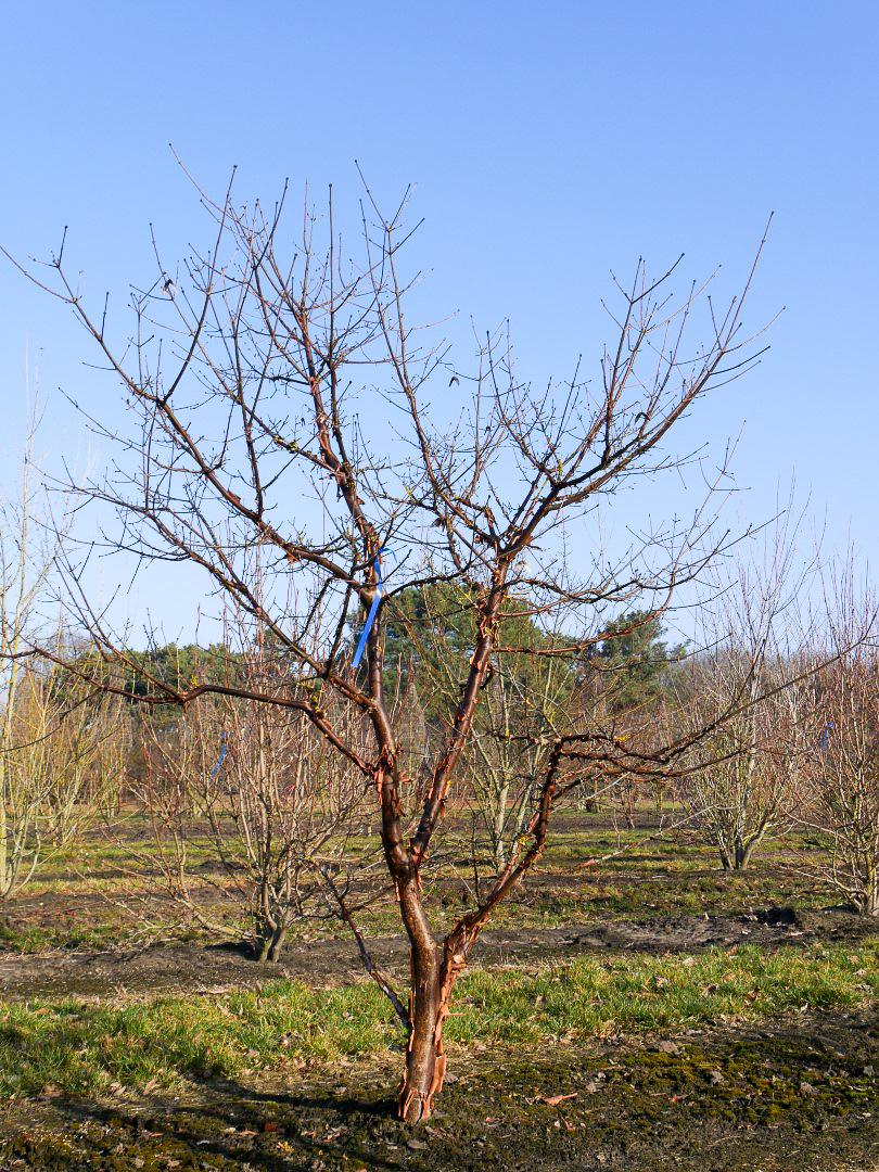 Acer Griseum Single Stem - View 36 from www redcrocus com
