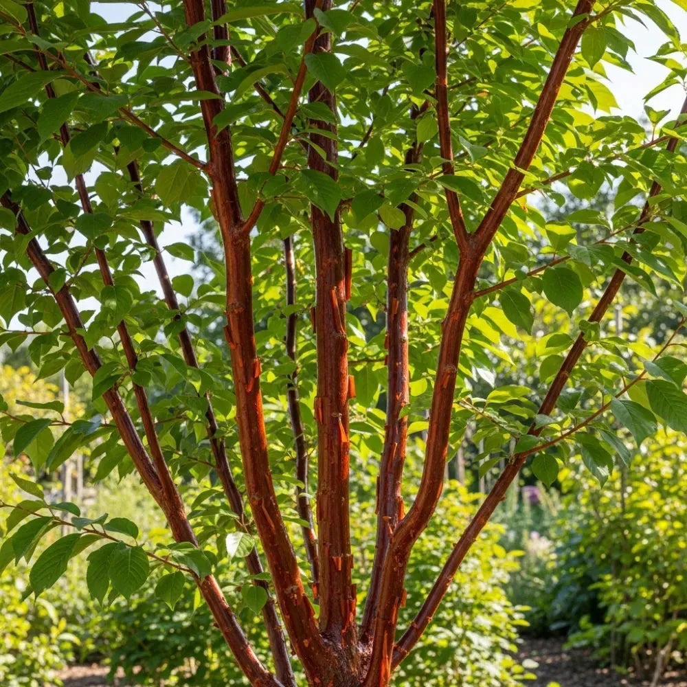Acer Griseum Single Stem - View 37 from www redcrocus com