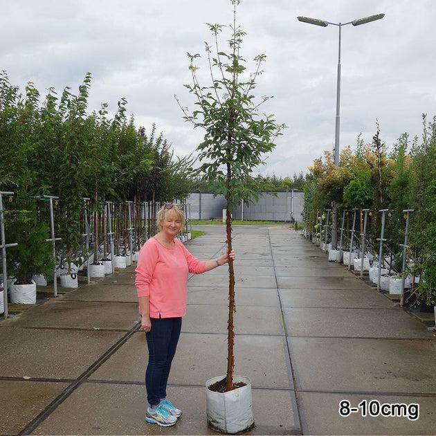 Acer Griseum Single Stem - View 4 from www redcrocus com