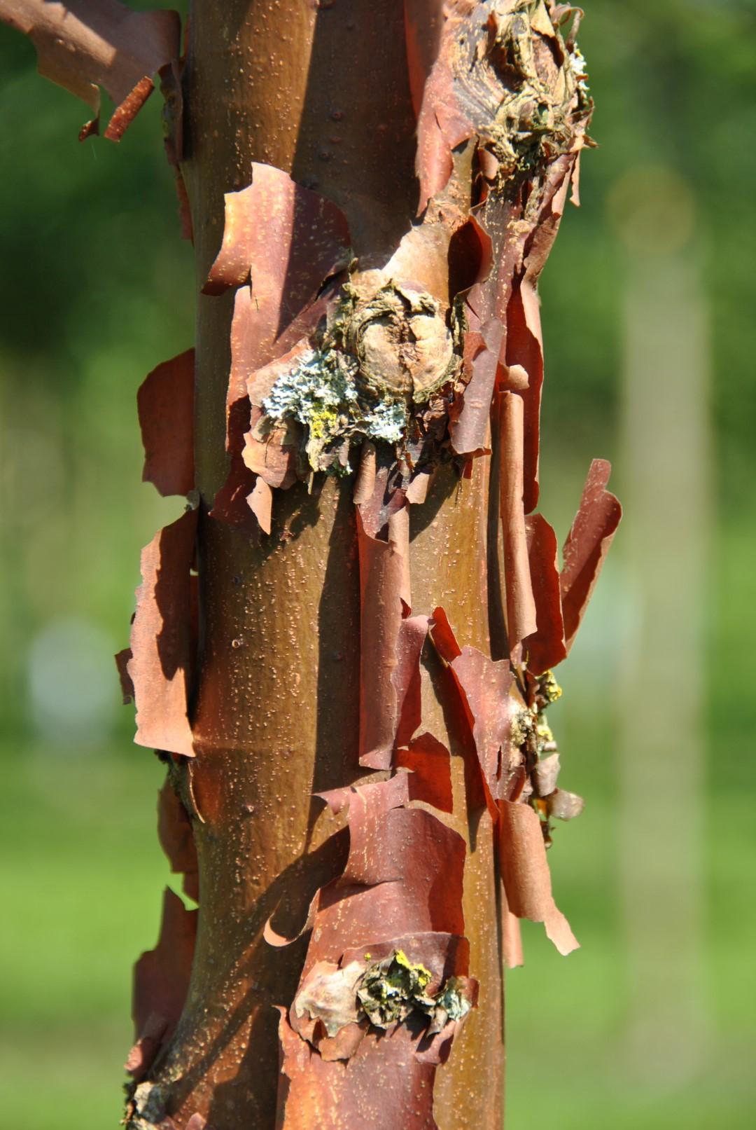 Acer Griseum Single Stem - View 6 from www redcrocus com