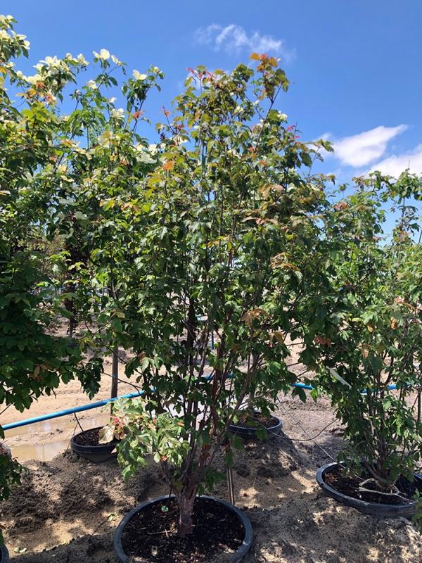 Acer Griseum Multi Stem - View 11 from www redcrocus com