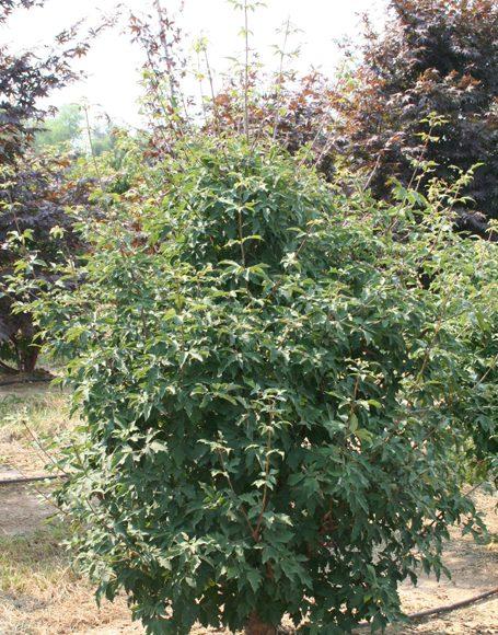 Acer Griseum Multi Stem - View 12 from www redcrocus com