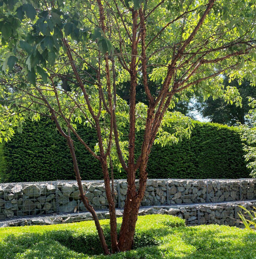 Acer Griseum Multi Stem - View 13 from www redcrocus com