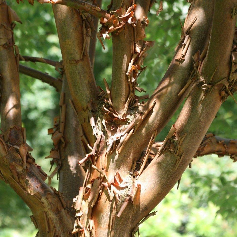 Acer Griseum Multi Stem - View 14 from www redcrocus com