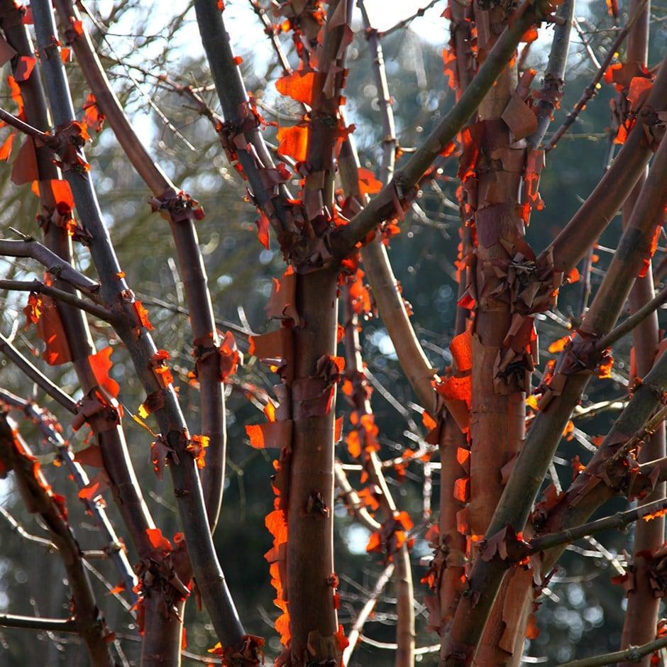 Acer Griseum Multi Stem - View 1 from www redcrocus com