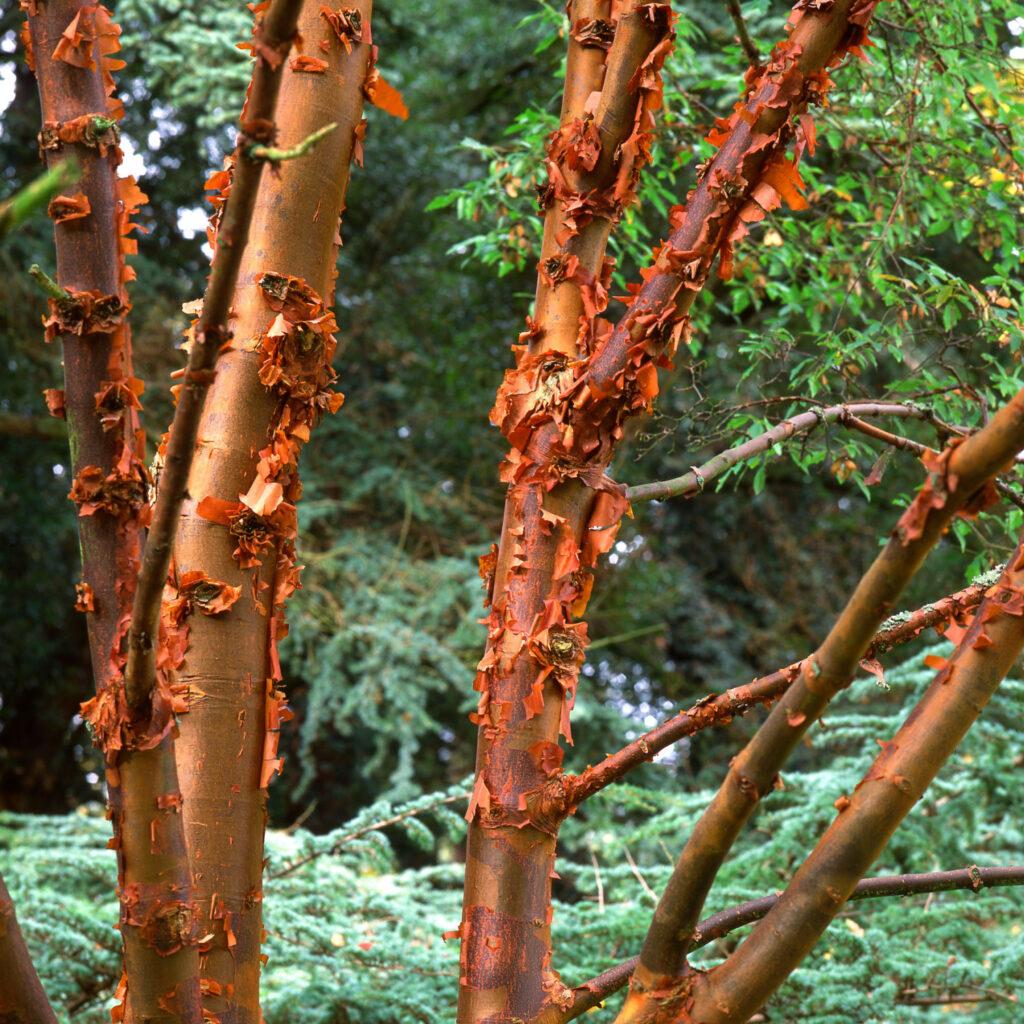 Acer Griseum Multi Stem - View 2 from www redcrocus com