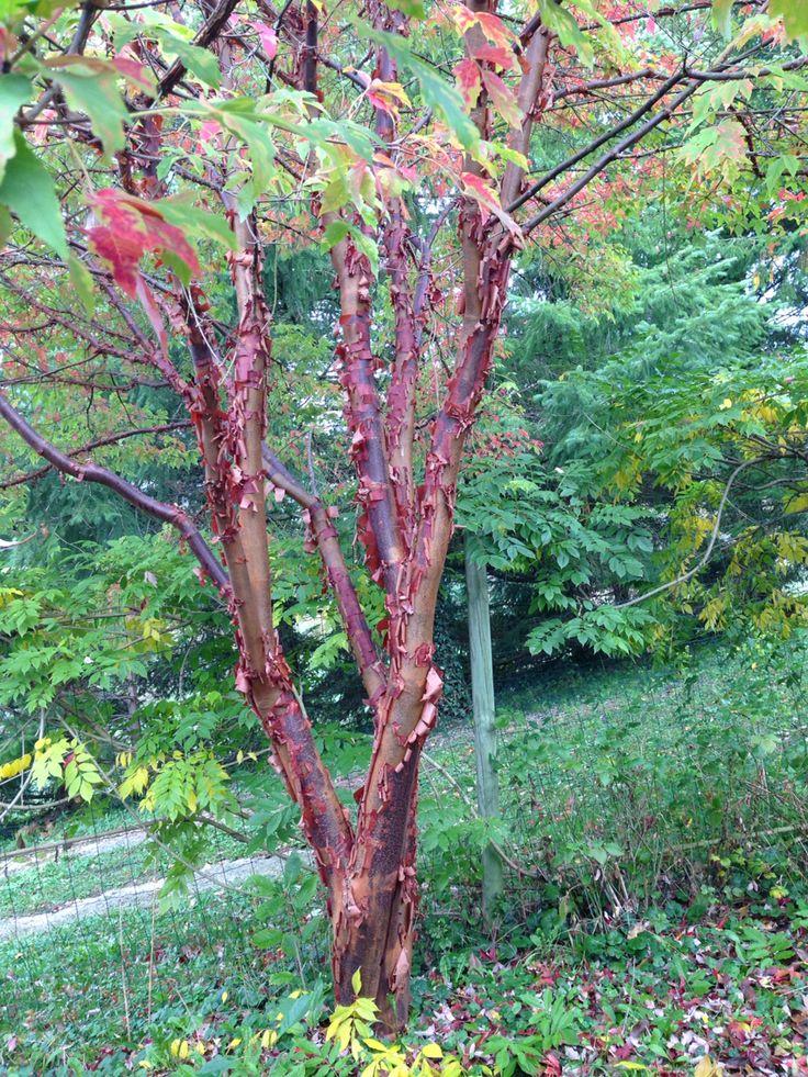 Acer Griseum Multi Stem - View 3 from www redcrocus com