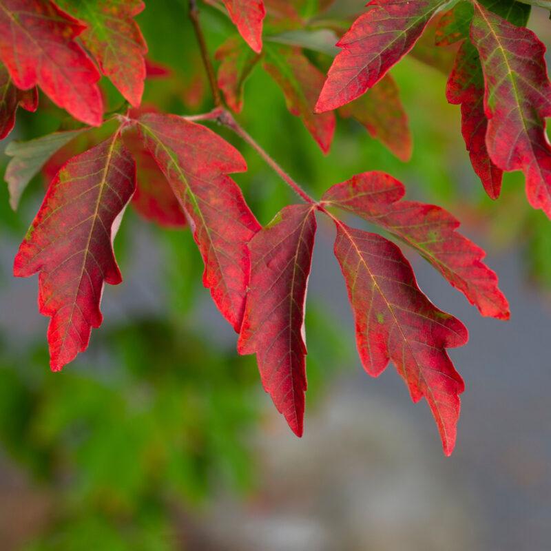 Acer Griseum Multi Stem - View 5 from www redcrocus com