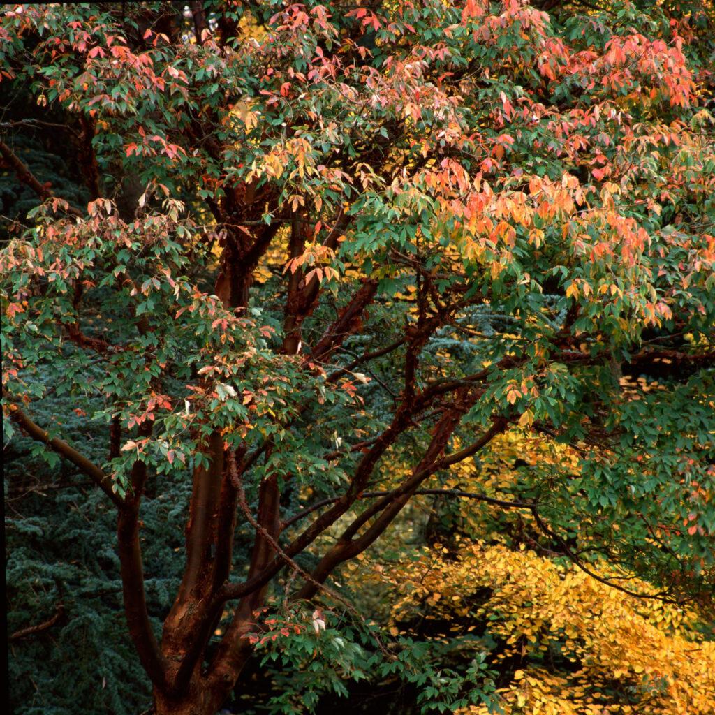 Acer Griseum Multi Stem - View 6 from www redcrocus com