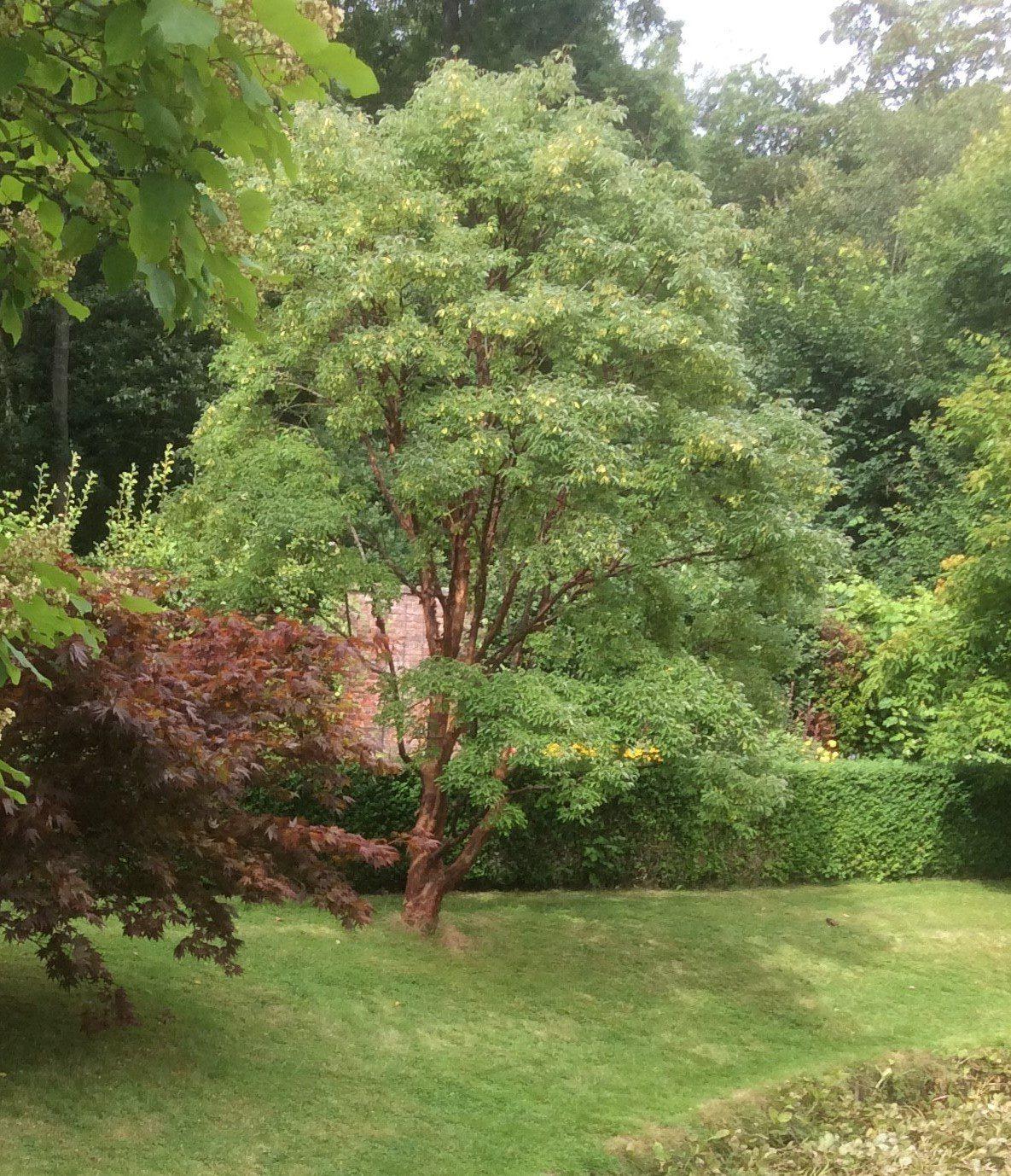 Acer Griseum Multi Stem - View 7 from www redcrocus com