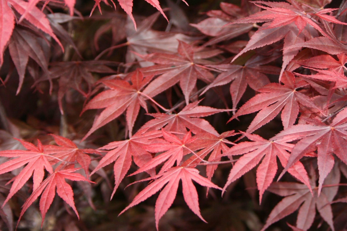 Acer Palmatum Bloodgood - View 11 from www redcrocus com