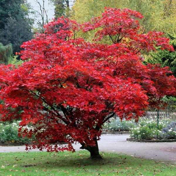 Acer Palmatum Bloodgood - View 17 from www redcrocus com