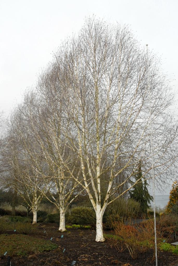 Betula Jacquemontii Single Stem - View 13 from www redcrocus com