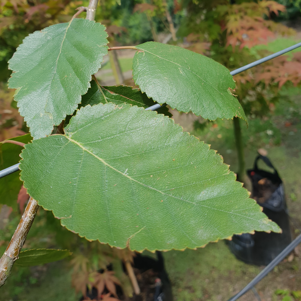 Betula Jacquemontii Single Stem - View 3 from www redcrocus com