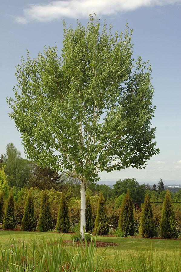 Betula Jacquemontii Single Stem - View 5 from www redcrocus com
